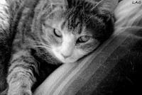 /album/galerie-photos/chat-feneant-jpg/